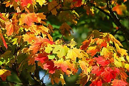 秋季,树,叶子