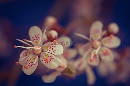 虎耳草cuneifolia,keilblättriger虎耳草,鲜花