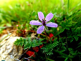 花卉,mov,花瓣