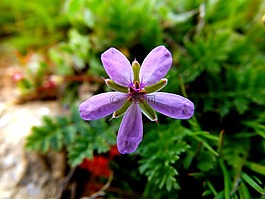 花卉,mov,花瓣