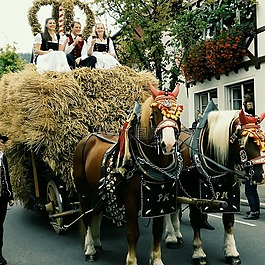 费尔巴赫,感恩节,下跌巴赫尔秋