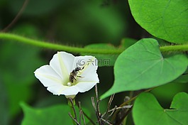 姬牽牛,小花,昆蟲