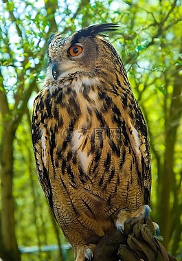雕鸮,猫头鹰,鸷鸟