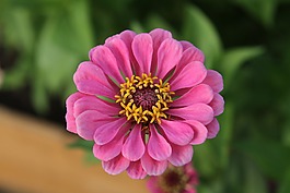 百日草,花,开花