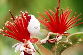 宏,开花,acca sellowiana