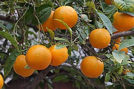 马洛卡,水果,橘子