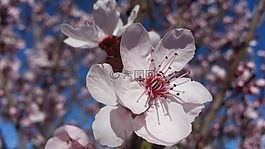 开花,梅树,春