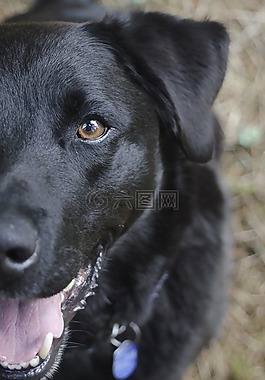 狗,黑色,黑狗