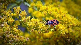 火甲虫,昆虫甲虫,性质