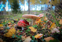 蘑菇,鹅膏菌,森林