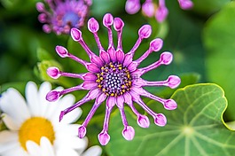 花,响,通告