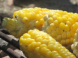 食品,烤,cob
