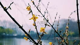 西湖,风景,花
