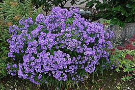瑞士,鲜花,做