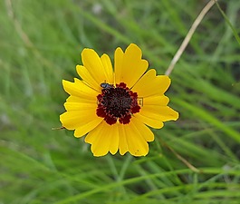 花,黄色花,tickseed