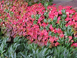 绽放,鲜花,开花