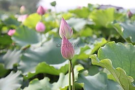 荷花,芽,莲花