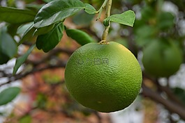 石灰,柑橘果实,柑橘