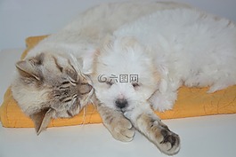 狗,猫,小狗