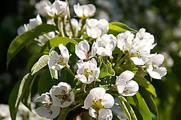 春天,花瓣,树