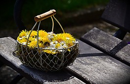 蒲公英,雏菊,鲜花