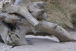 根木头,悬崖,海滩