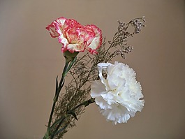 康乃馨,鲜花,花束