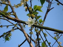梅花,japanese apricot,蔣氏故居