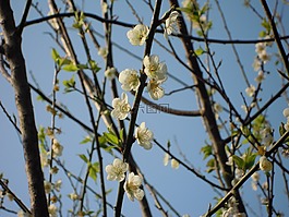 梅花,春天,japanese apricot
