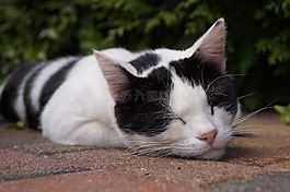 猫,懒,睡眠
