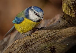 鸟,野生动物,动物