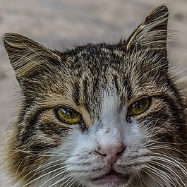 猫,迷路,无家可归