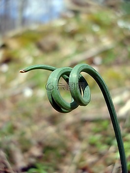 自然,植物区系,户外