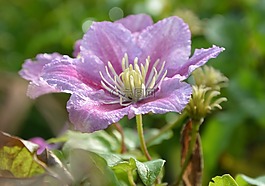 茉莉花,气味,香水