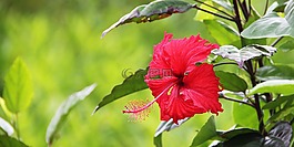 花,红色,绿色