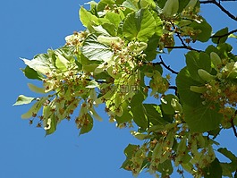 林德,建设,吊舱