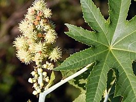 植物区系,canguçu,里奥格兰德 do sul