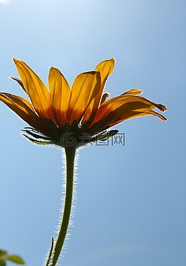 花卉,金光菊,美丽的花