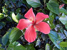 花卉,圣洛伦索医学 do sul,里奥格兰德 do sul