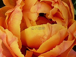 花,郁金香,橙色