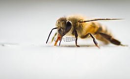 蜜蜂,微距,昆虫