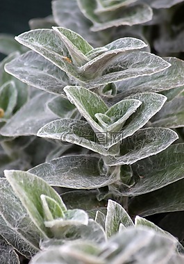 植物,balkonnövény,柔滑