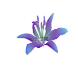 鲜花,花卉,紫色的小花