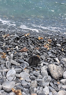 海胆,海滩,海