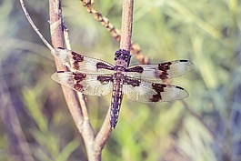 蜻蜓,鲈鱼,龙