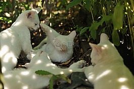 孩子们玩,玩和学习,玩