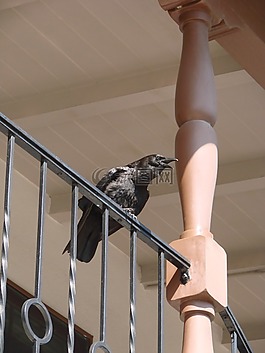 乌鸦,调用乌鸦,鸟类