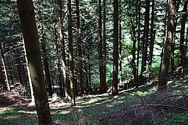 森林,草地,绿色