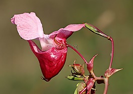 黑种草子凤仙花,苦瓜,花卉