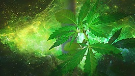 大麻,杂草,药物